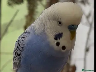 Budgerigars birds Beautiful Budgies for Sale - Advert 6