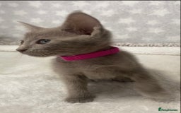 Oriental cats for sale: Oriental X Siamese  - Image 22
