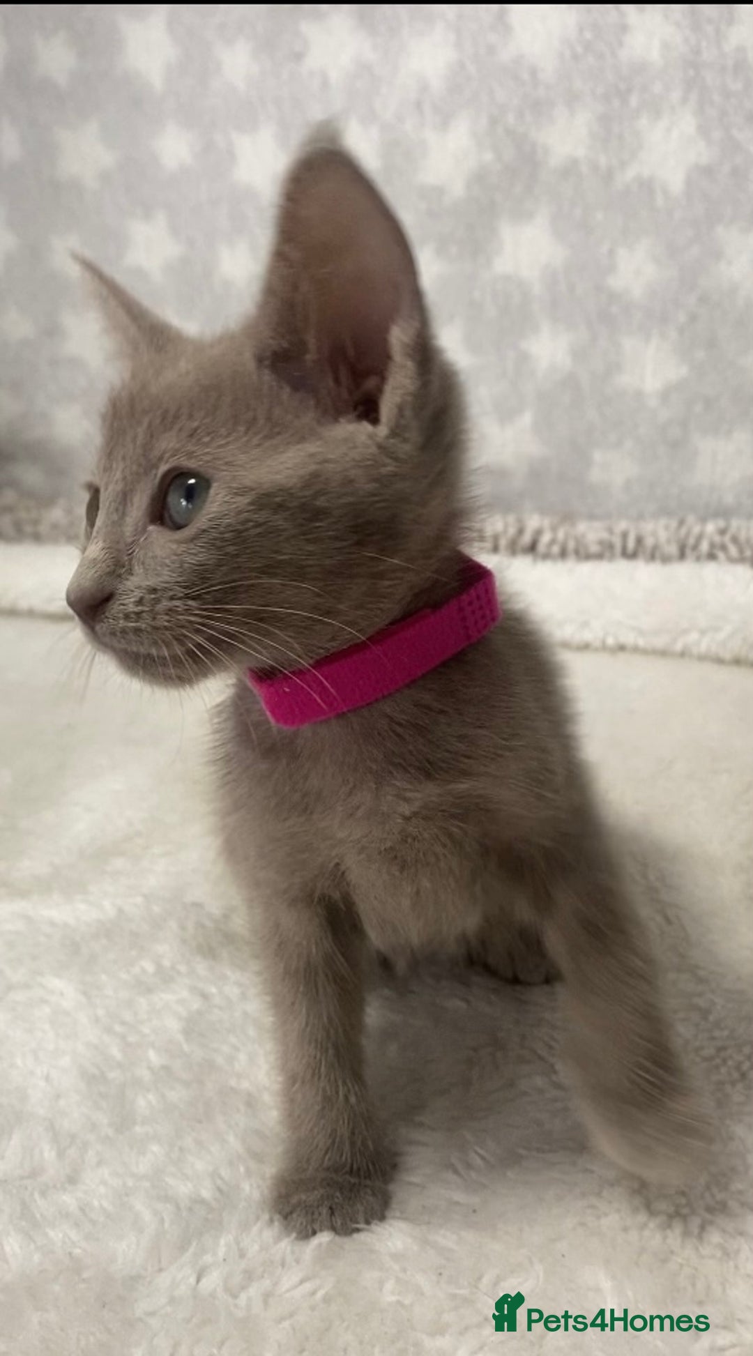 Oriental cats for sale: Oriental X Siamese  - Image 22
