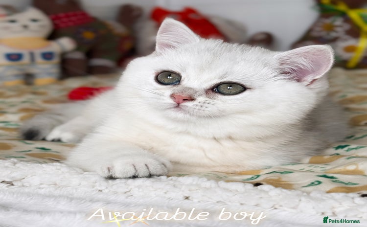 British Shorthair cats Pedigree British Shorthair kittens - Advert 2