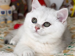 British Shorthair cats Pedigree British Shorthair kittens - Advert 5