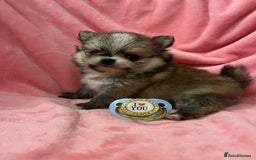 Pomchi dogs for sale: INCREDIBLE Thai/Korean pomchi READY 5th September  - Image 2
