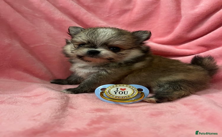 Pomchi dogs - Advert 1