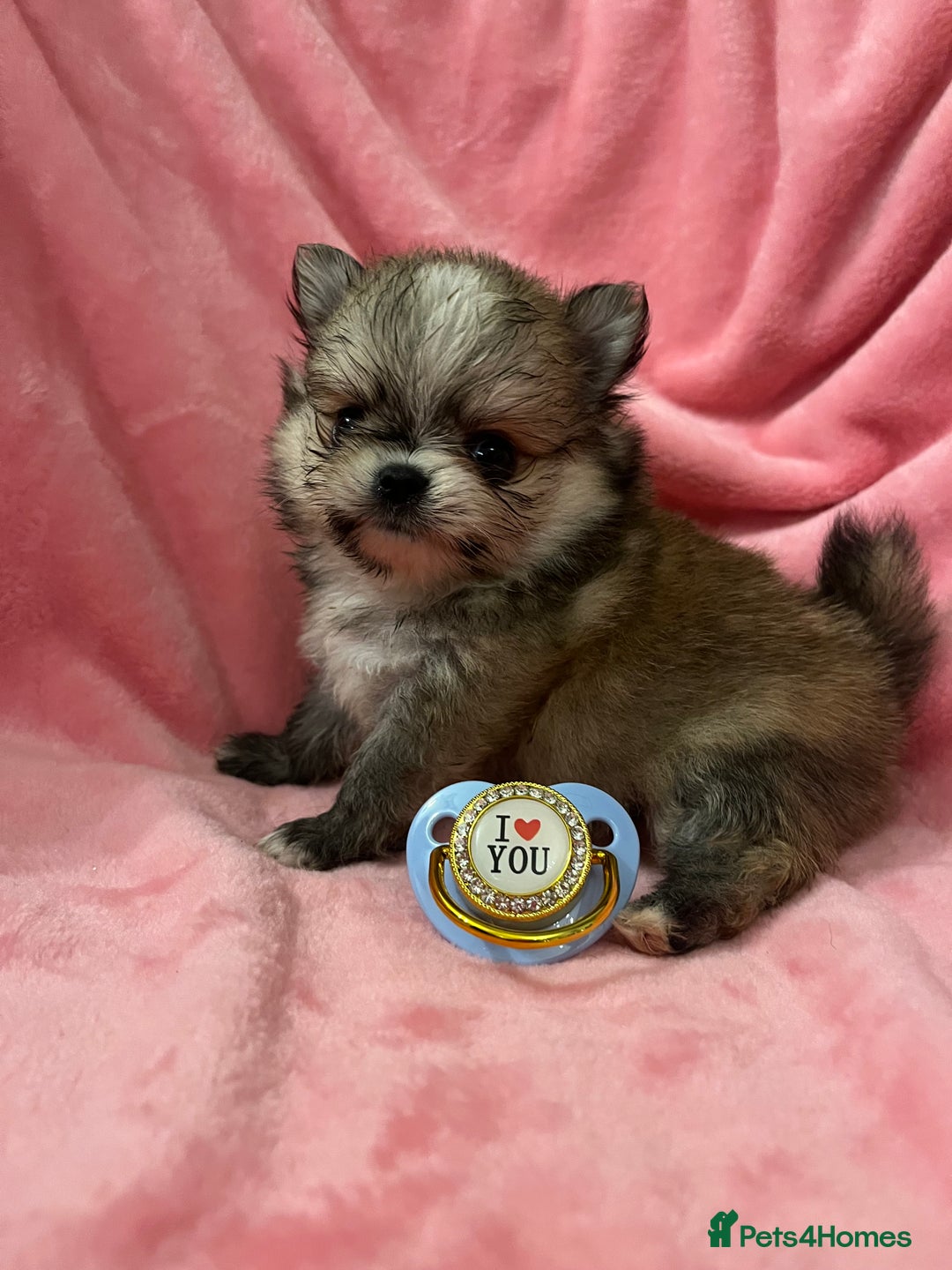 Pomchi dogs for sale: INCREDIBLE Thai/Korean pomchi READY 5th September  - Image 2