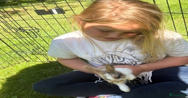 Dwarf Lop rabbits - Advert 14