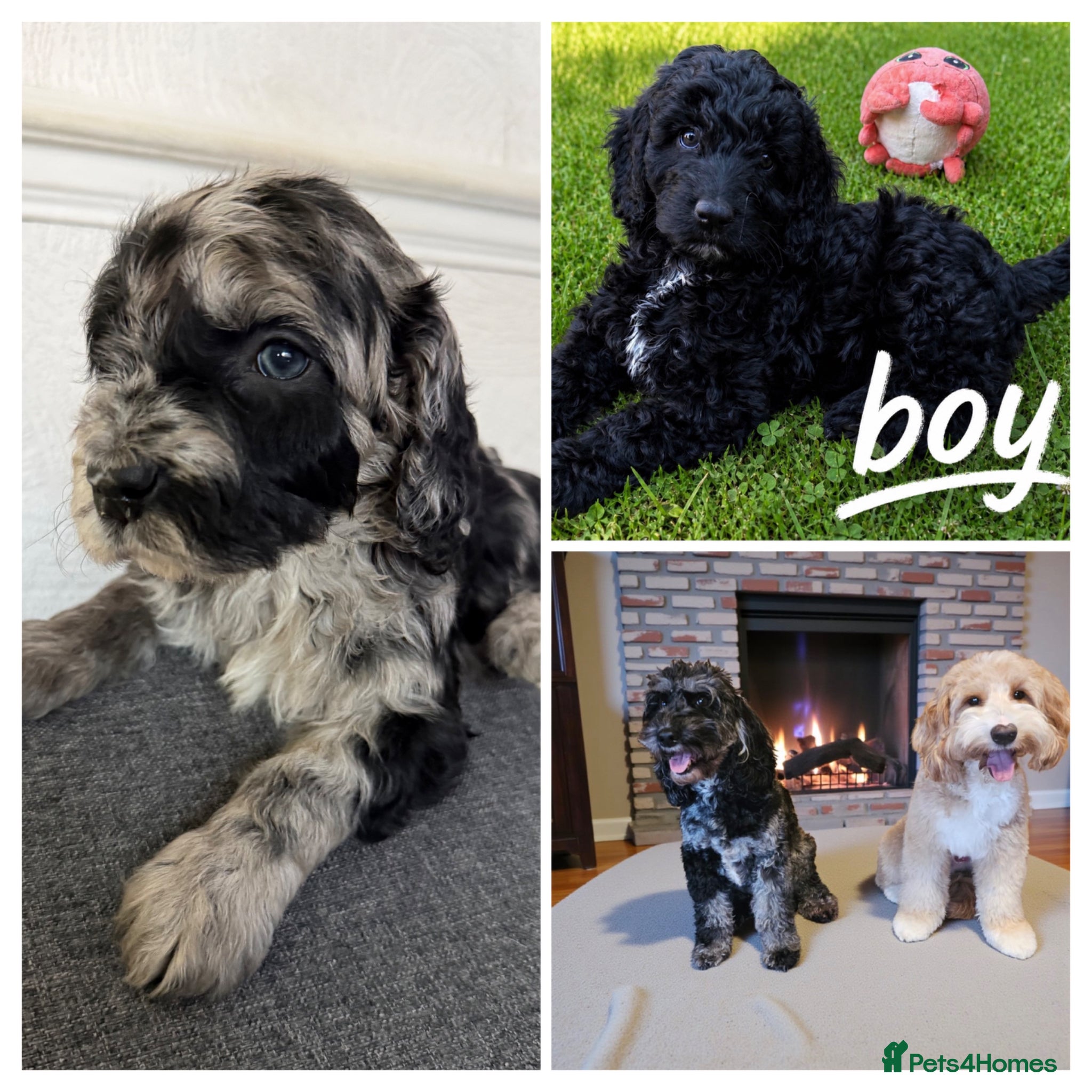Australian Labradoodle dogs  girls and boy ready for home - Advert 5