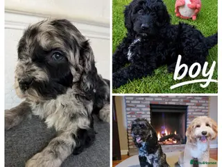 Australian Labradoodle dogs girls and boy ready for home - Advert 7