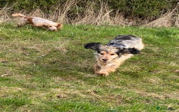 Cocker Spaniel dogs for sale: Beautiful show litter Cockers ready now - Image 16