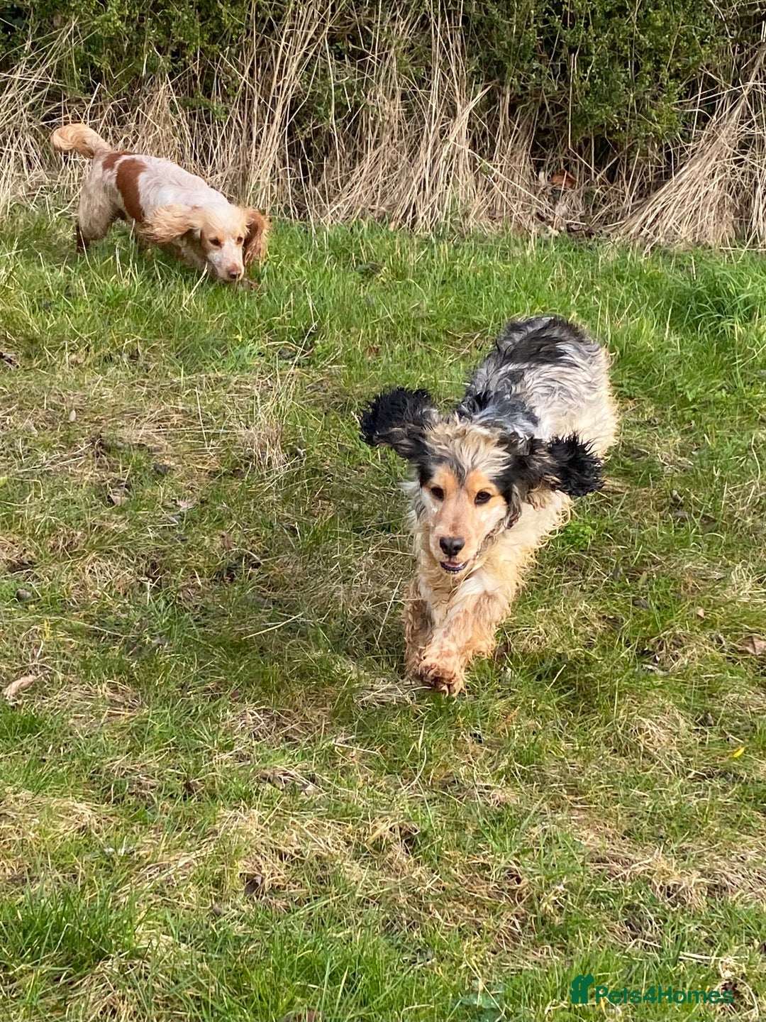 Cocker Spaniel dogs for sale: Beautiful show litter Cockers ready now - Image 16