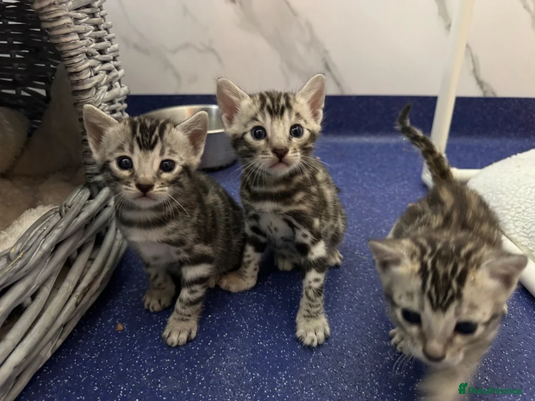 Bengal cats for sale: TICA registered health tested show quality bengals - Advert 1