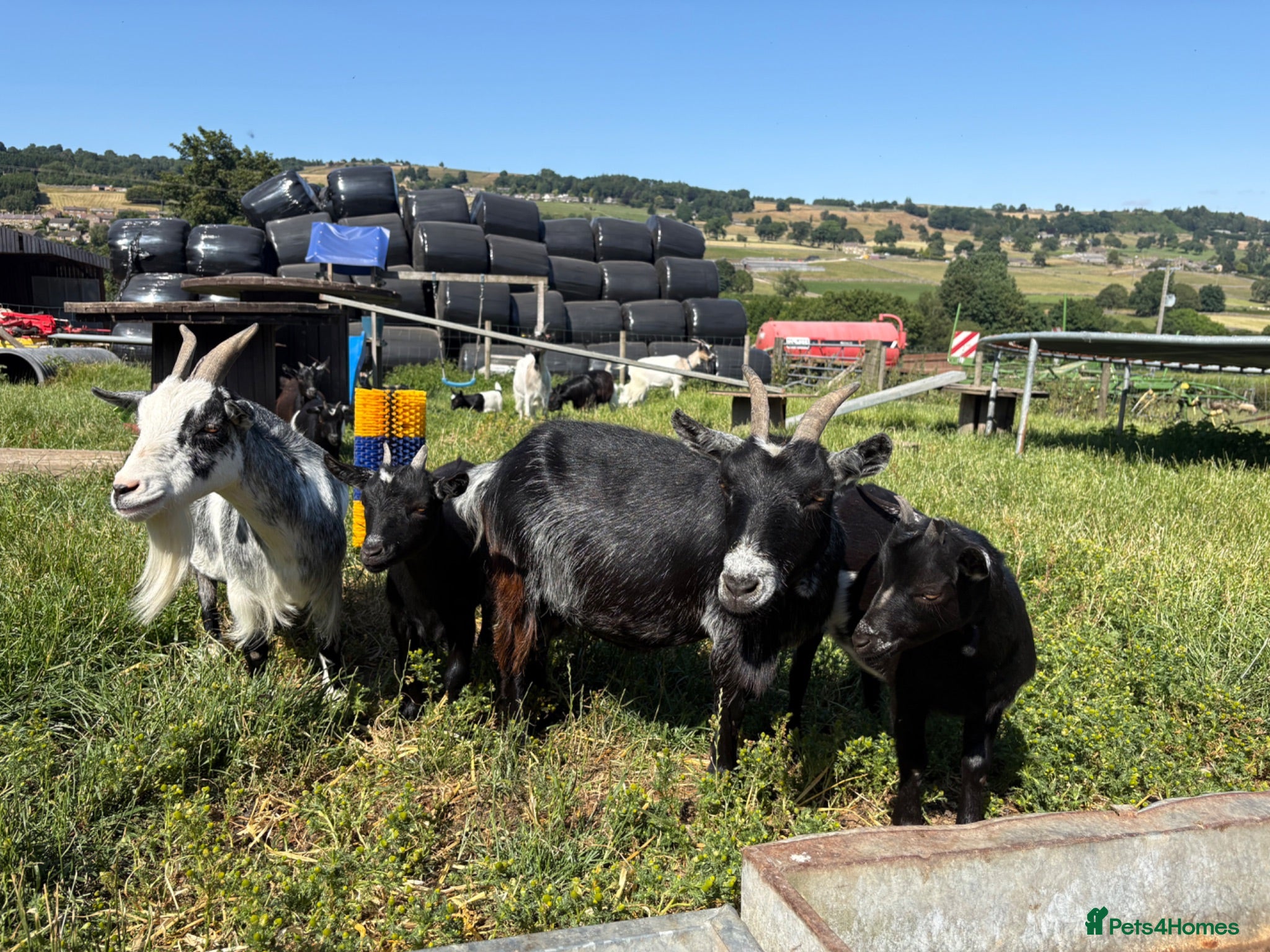 Goats livestock Pygmy goat kids - Advert 1