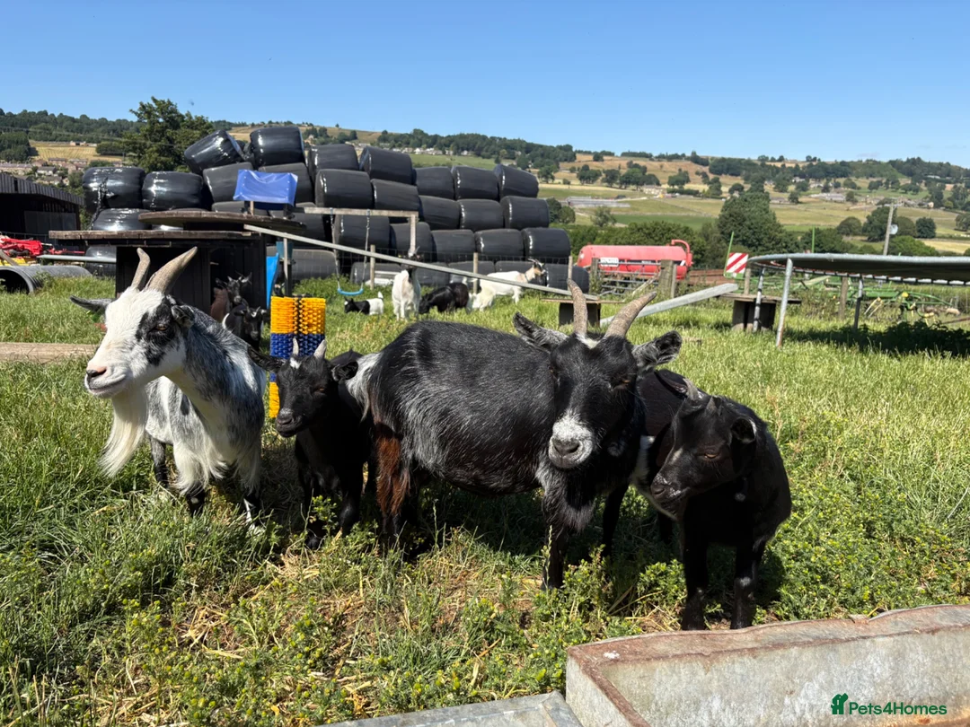 Goats livestock for sale: Pygmy goat kids - Advert 1