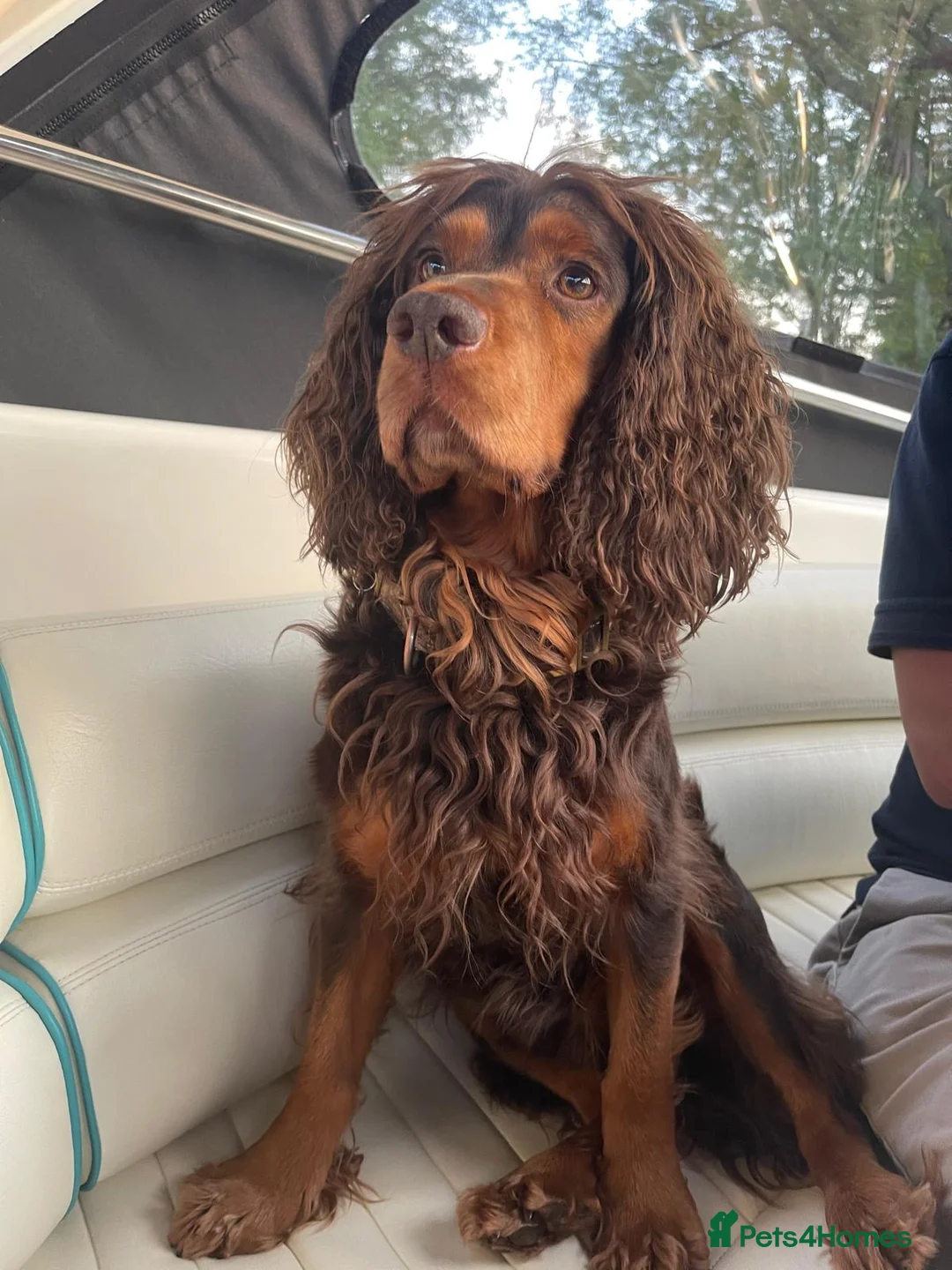 Cocker Spaniel dogs for sale: 6 BOY WORKING TYPE KC COCKER SPANIELS - Advert 27