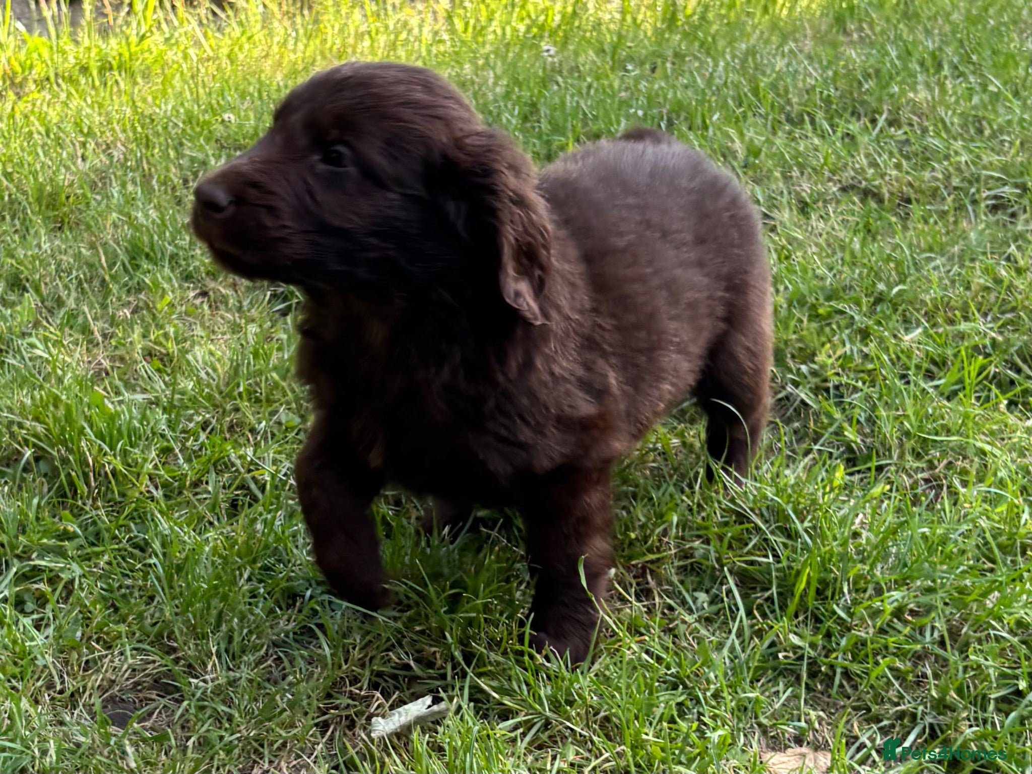 Flat coated Retriever dogs Gorgeous liver and black Flatcoat Retrievers - Advert 2