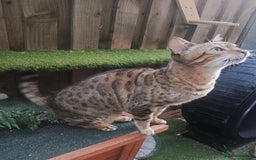 Bengal cats for sale: 😺 Rehoming TICA Bengal Cats Ready for New Home 🏡 - Image 4