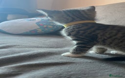 Mixed Breed cats for sale: Kittens - Image 16