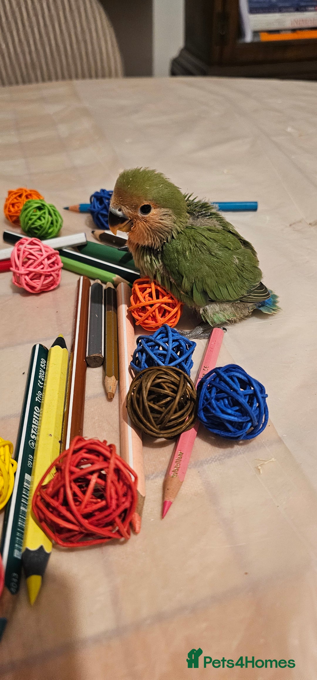 Lovebirds birds for sale: 3 Baby lovebirds - Advert 9