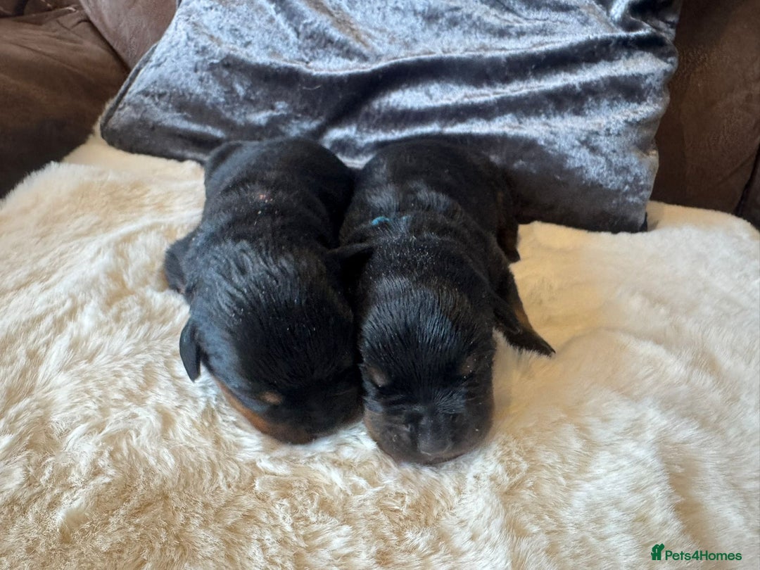 Rottweiler dogs for sale: 2 Stunning KC Pups Health Tested Parents  - Image 4
