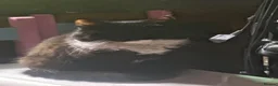 Mixed Breed cats for sale: Salem - Advert 4