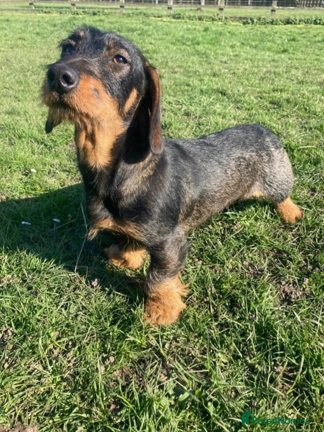 Dachshund dogs for sale: 🐾 5 Wired-Haired Dachshund Puppies for Sale 🐾 - Advert 2