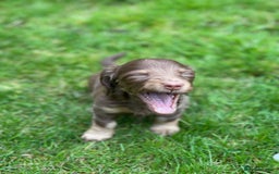 Miniature Dachshund dogs for sale: Kc Reg Long Haired Miniture Dachshund Puppies - Image 12