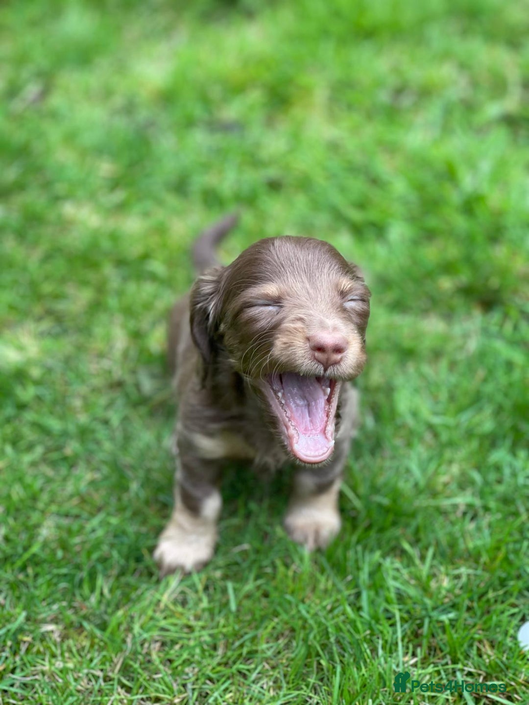 Miniature Dachshund dogs for sale: Kc Reg Long Haired Miniture Dachshund Puppies - Image 12