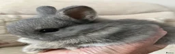 Netherland Dwarf rabbits for sale: Baby and young adult Netherland Dwarfs for sale  - Advert 4