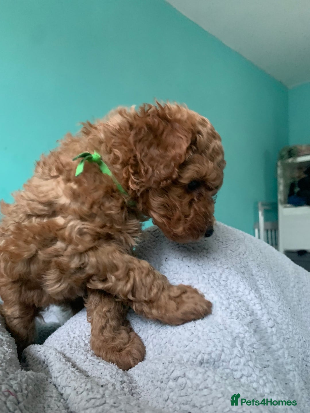 Cavapoo dogs for sale: Toy Cavapoo puppies - Advert 21