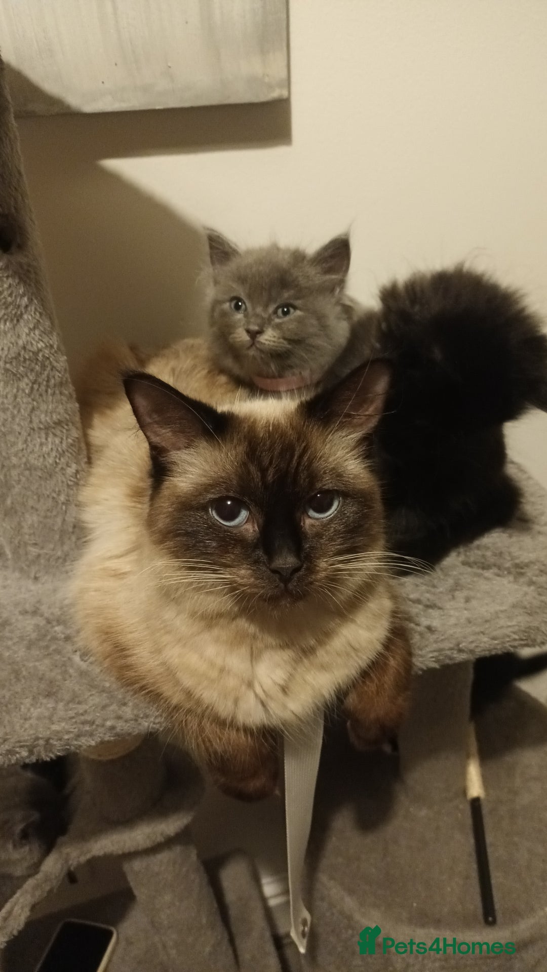 Ragdoll cats for sale: Beautiful ragdoll cross kittens  - Advert 1