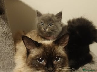 Ragdoll cats Beautiful ragdoll cross kittens - Advert 2