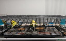 Budgerigars birds for sale: Budgees  - Image 1