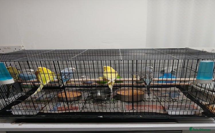 Budgerigars birds - Advert 4