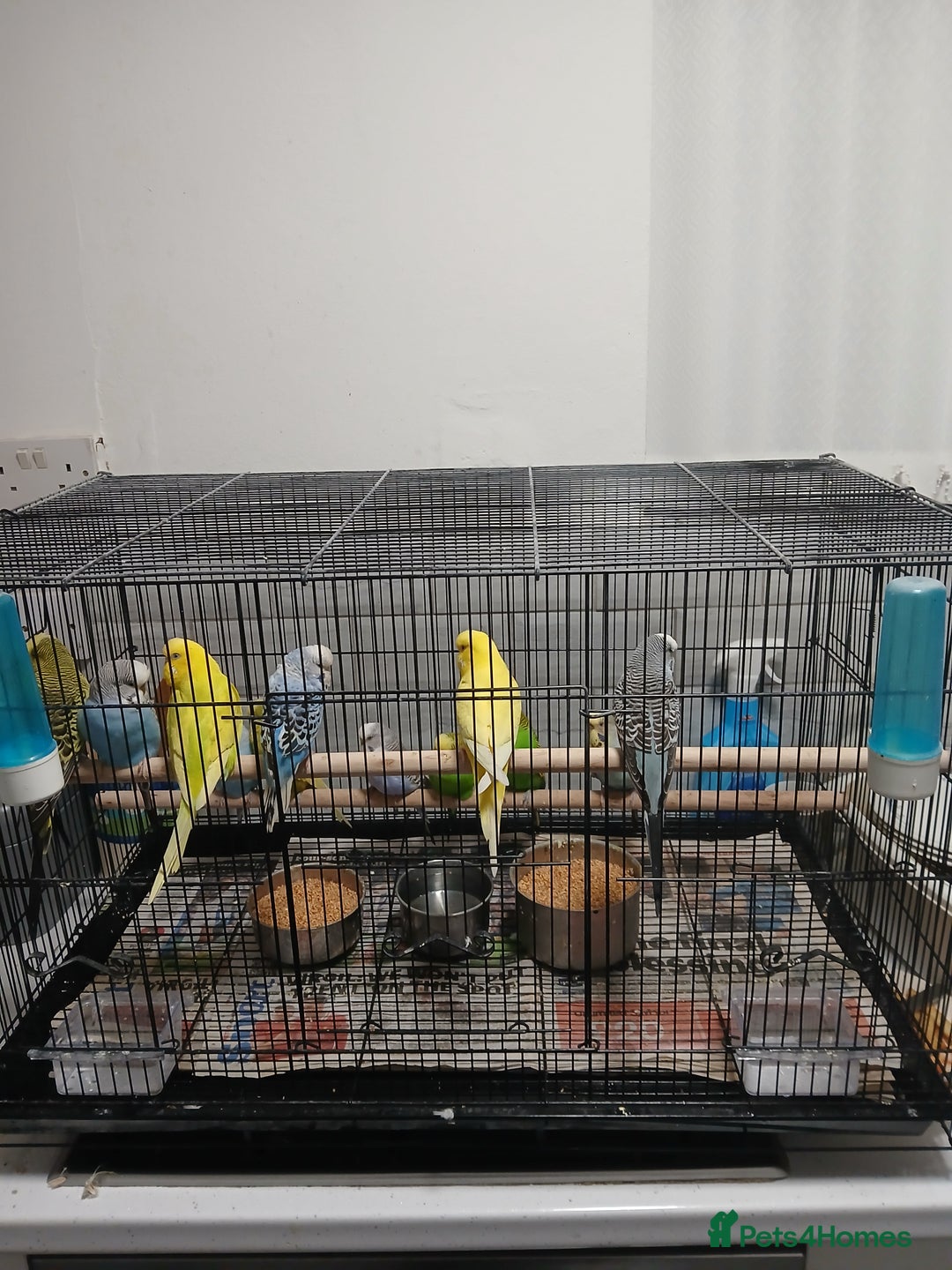 Budgerigars birds for sale: Budgees  - Image 1
