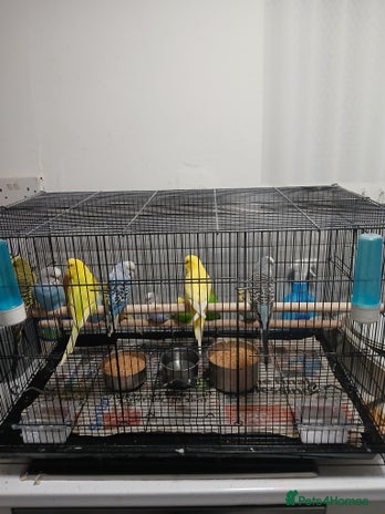 Budgerigars birds - Advert 13