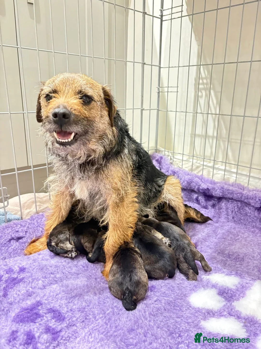 Border Terrier dogs for sale: KC Border Terrier puppies in Coldstream - Advert 1