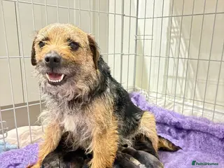 Border Terrier dogs KC Border Terrier puppies in Coldstream - Advert 11