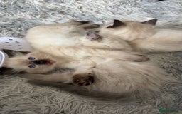 Ragdoll cats for sale: STUNNING FULLY HEALTH TESTED RAGDOLL KITTENS - Image 3