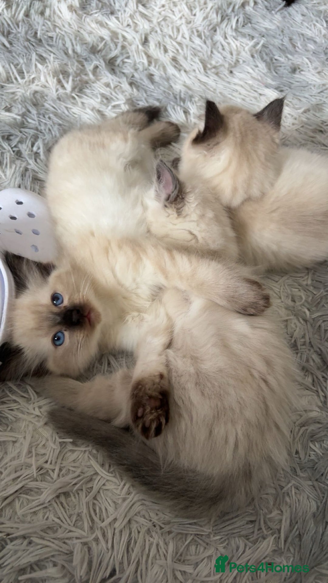 Ragdoll cats for sale: STUNNING FULLY HEALTH TESTED RAGDOLL KITTENS - Image 3