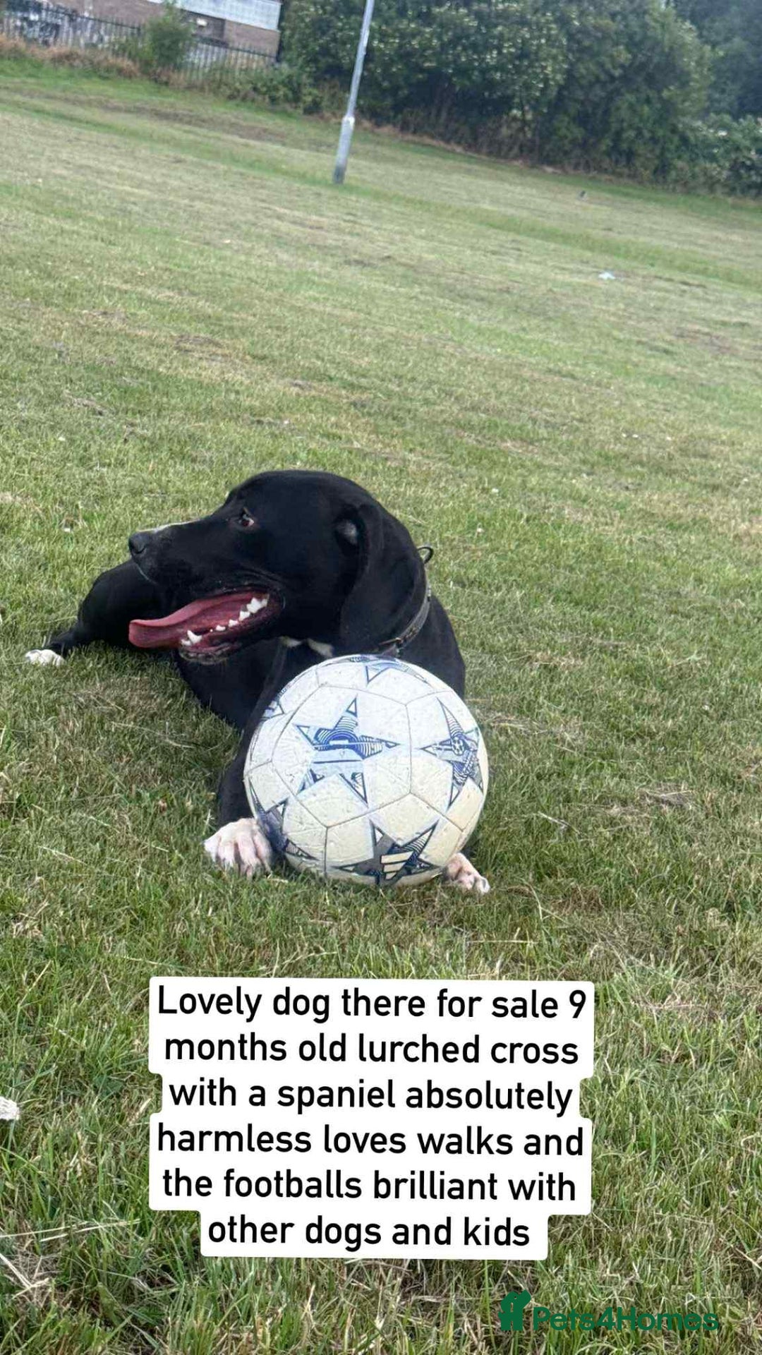 Mixed Breed dogs for sale: Sale  - Image 5