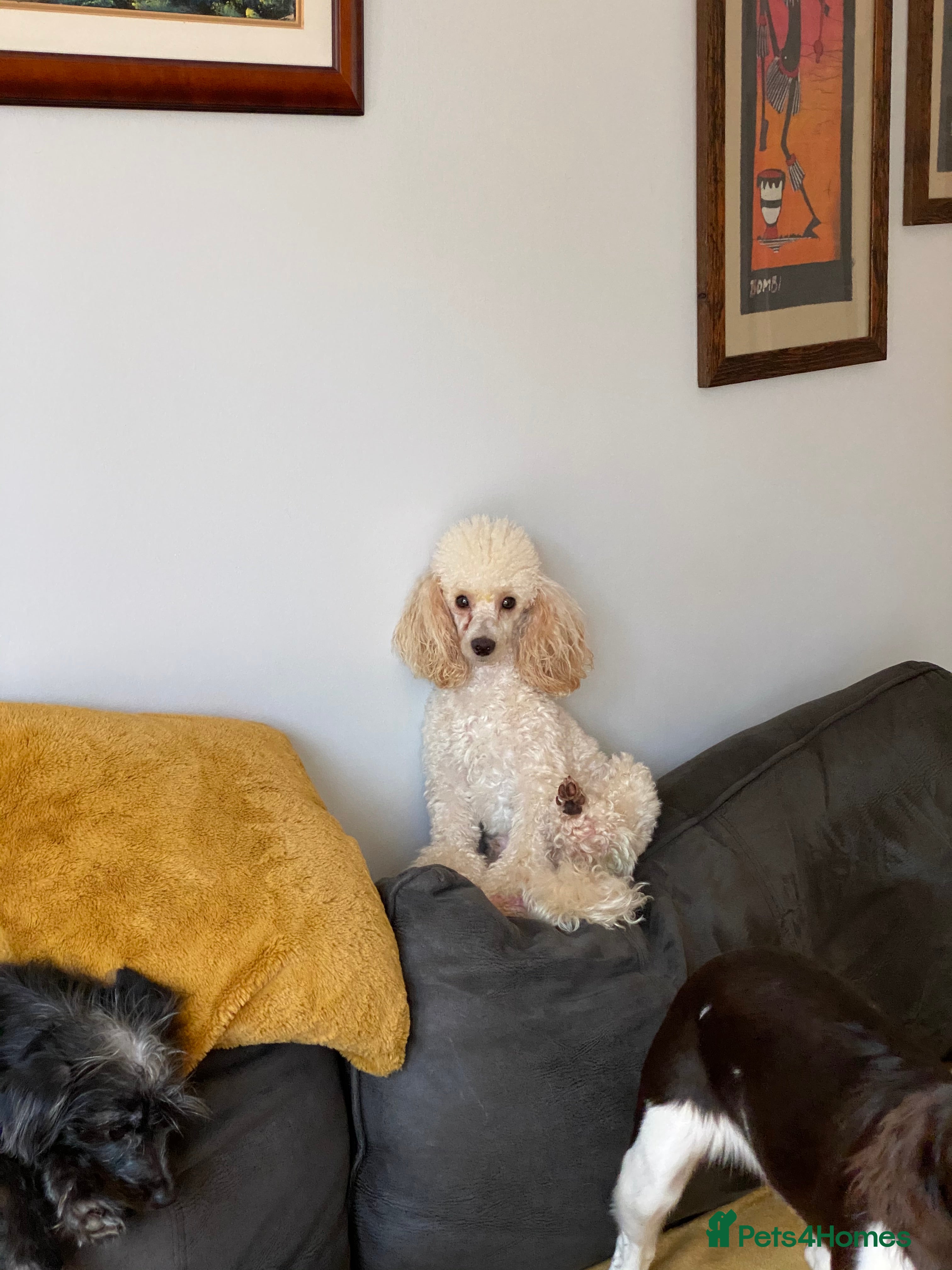 Toy Poodle dogs Gorgeous apricot toy poodle boy - Advert 5