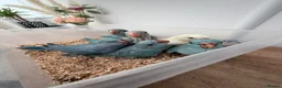 Ringnecks birds for sale: Beautiful Hand-Reared Baby Indian Ringnecks  - Advert 6