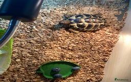 Hermann Tortoise reptiles for sale: Herman’s Tortoise  - Image 5