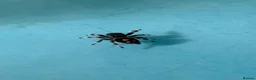 Spiders invertebrates for sale: Jumping spider babies l6/l7, P.regius (Soroa) - Advert 5