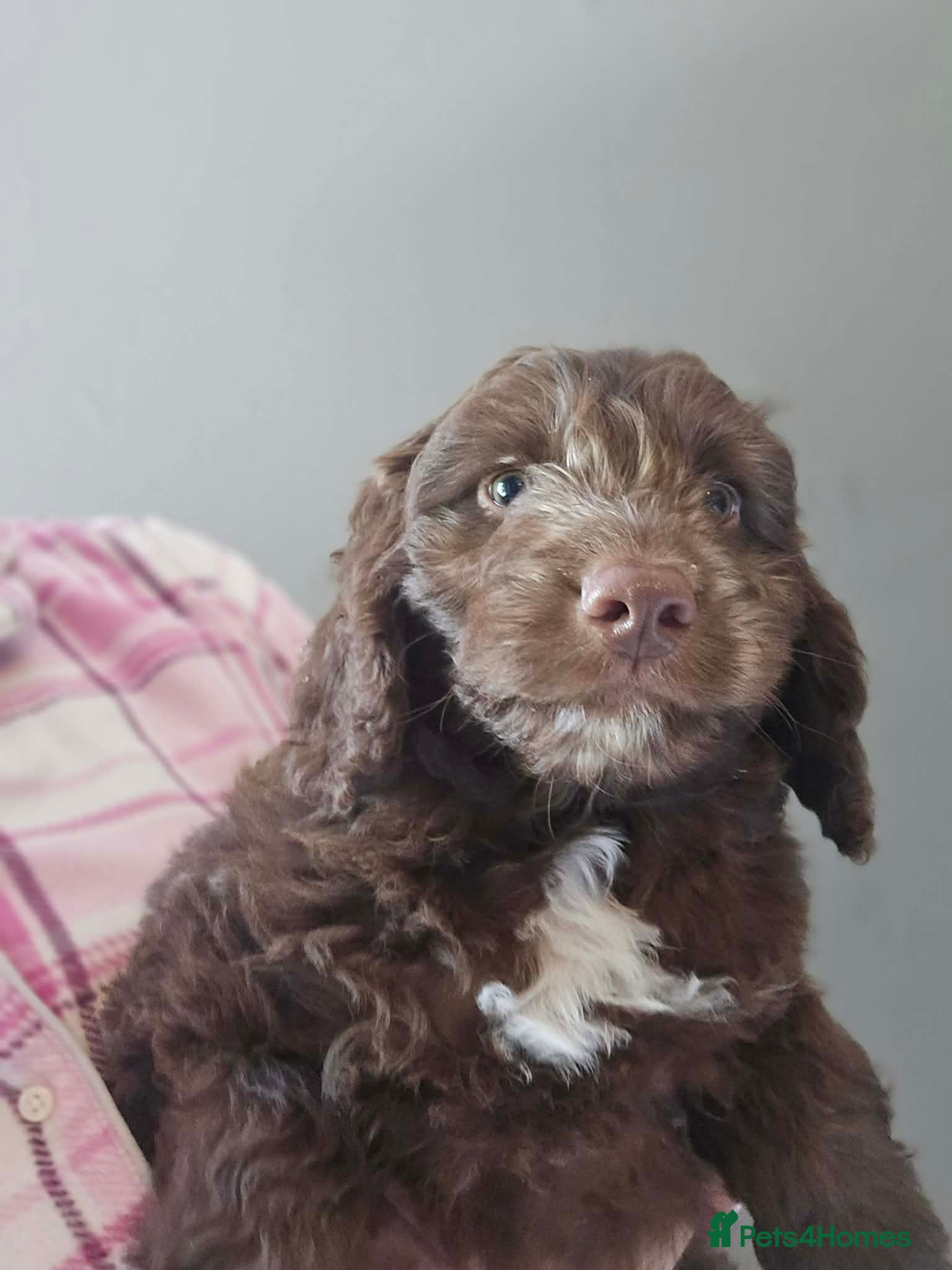 Australian Labradoodle dogs Gorgeous miniature labradoodle babies - Advert 2
