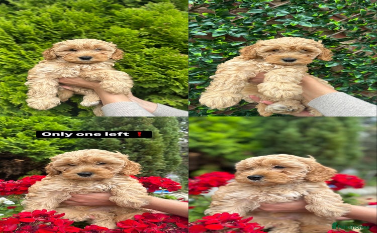 Cockapoo dogs in Peterborough - Advert 4