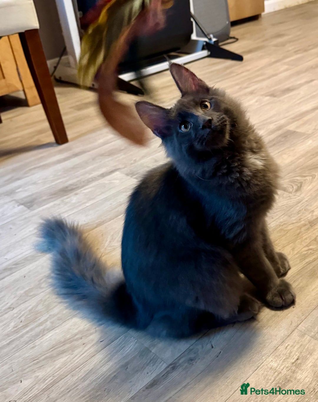 Maine Coon cats for sale: 2 Large Tica Maine Coon Kittens - Image 25