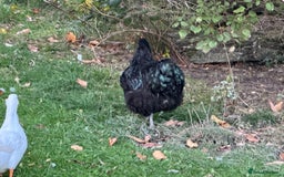 Chickens poultry for sale: Black Orpington cockerel  - Image 2