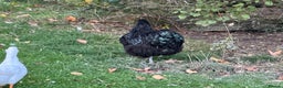 Chickens poultry for sale: Black Orpington cockerel  - Advert 2