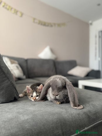 French Lop rabbits - Advert 1