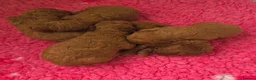 Cockapoo dogs for sale: Beautiful red toy cockapoo puppy - Advert 8